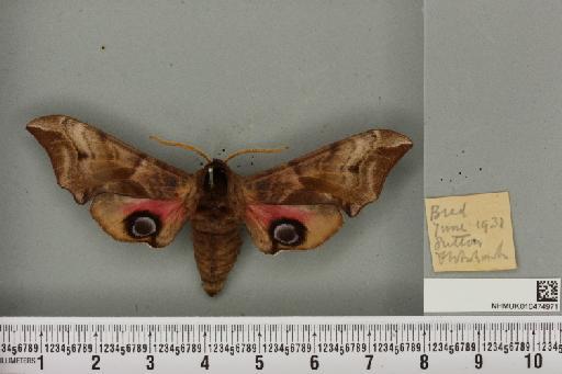 Smerinthus ocellata ocellata (Linnaeus, 1758) - NHMUK_010474971_525272