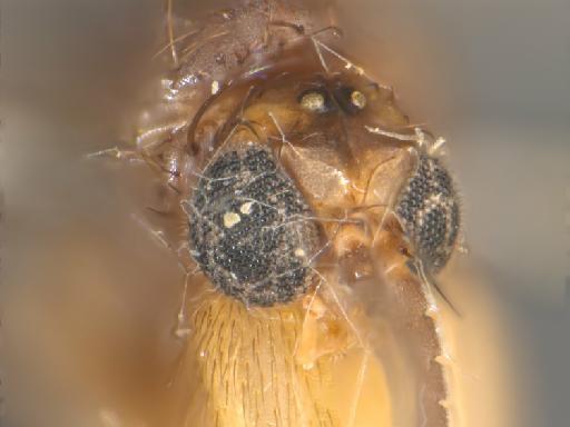 Parempheria defectiva (Edwards) - 010626631_Parempheria_defectiva_ST_BMNH257675_head