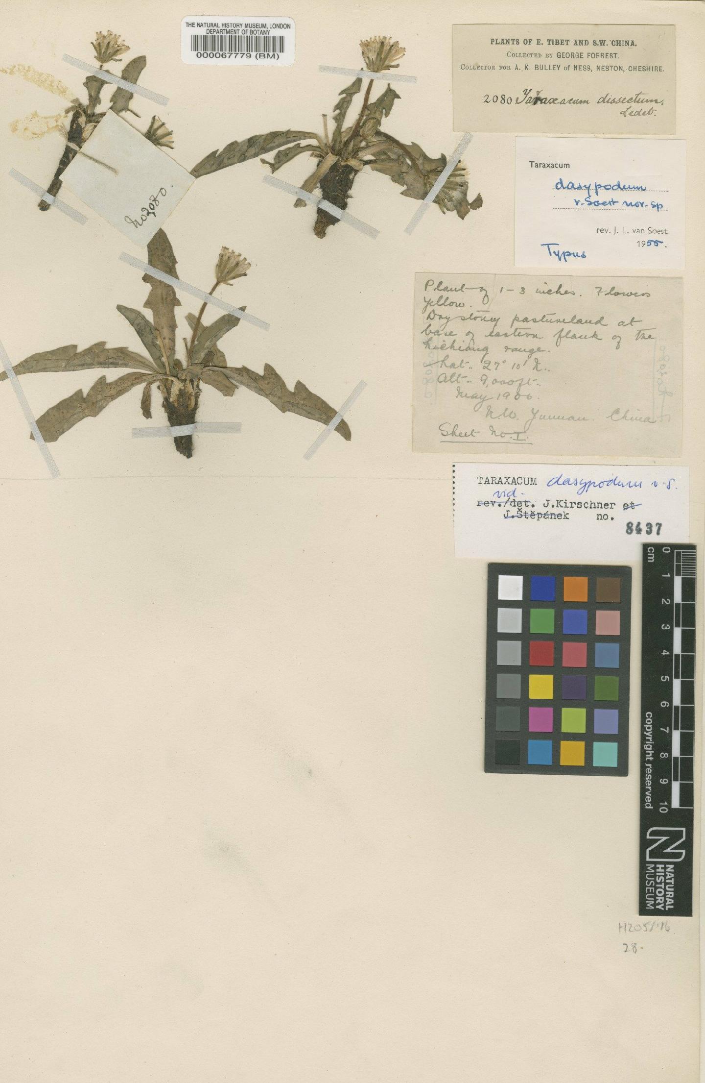 To NHMUK collection (Taraxacum dasypodum Soest; Type; NHMUK:ecatalogue:481724)