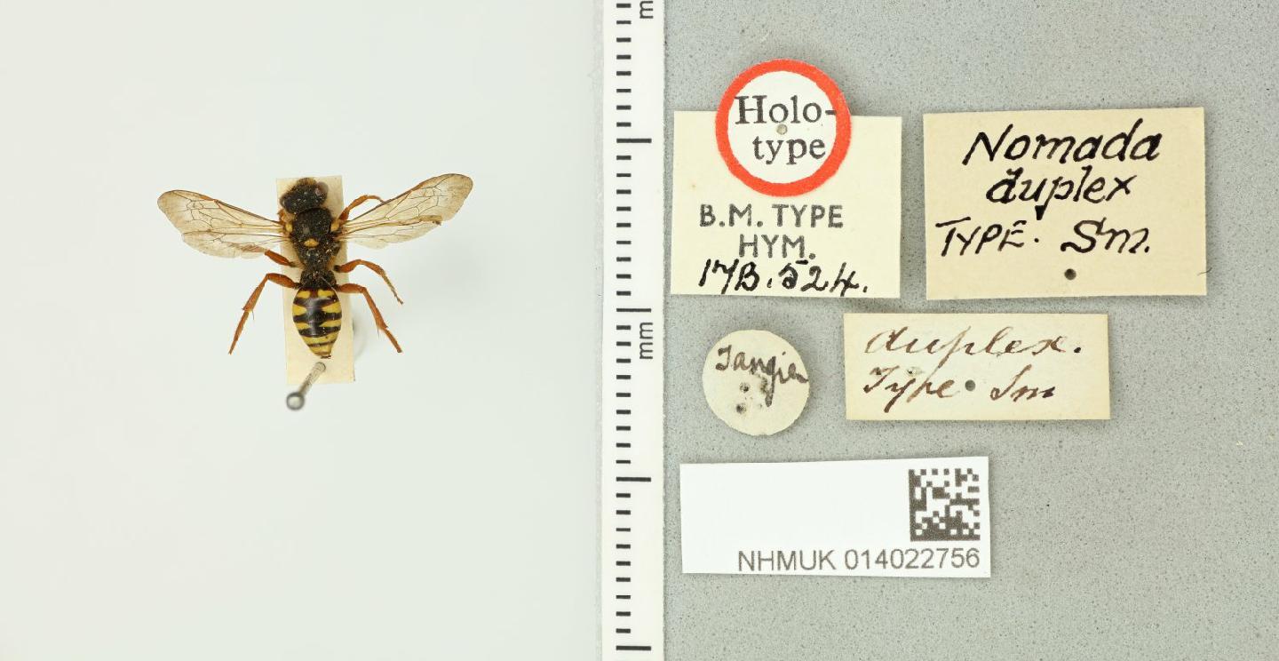 Nomada duplex