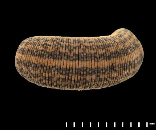 Limnatis fenestrata Moore, 1938 - 4953869