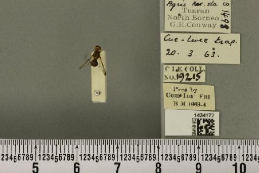 Bactrocera (Asiadacus) apicalis (De Meijere, 1911) - BMNHE_1434172_28358