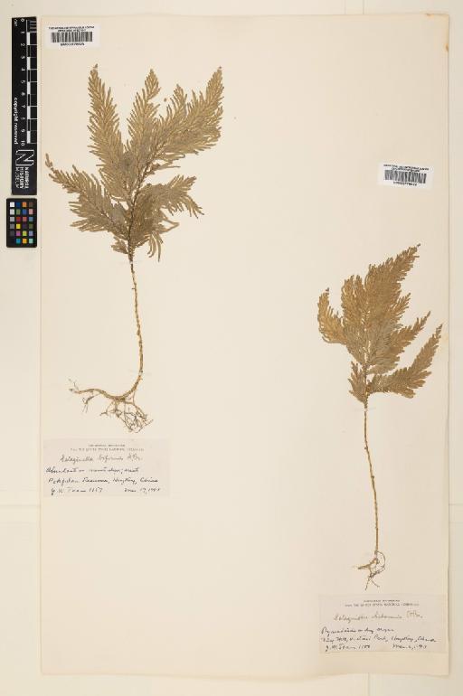 Selaginella biformis A.Braun ex Kuhn - 000779622
