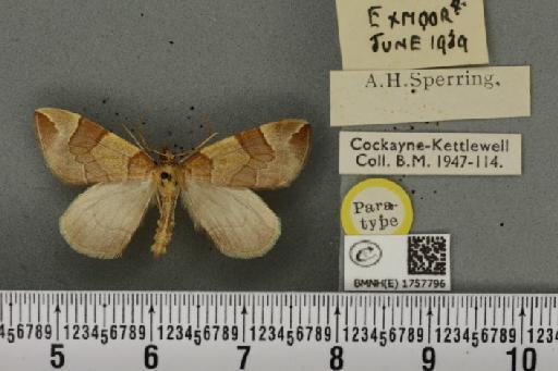 Eulithis testata ab. sperringi Cockayne, 1946 - BMNHE_1757796_333383