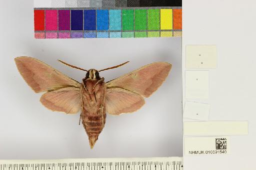 Hyles siehei (Püngeler, 1903) - NHMUK010891540_Hyles_siehei_ventral_and_labels.JPG