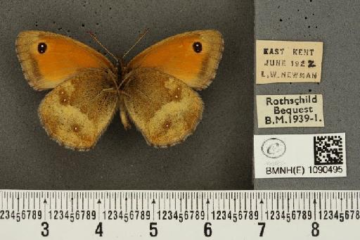 Pyronia tithonus britanniae (Verity, 1914) - BMNHE_1090495_735