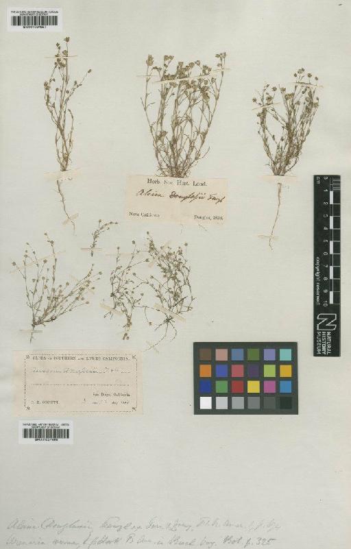 Minuartia douglasii (Fenzl ex Gray) Mattf. - BM001024698