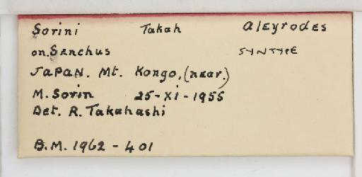 Aleyrodes sorini Takahashi, 1958 - 013479944_additional