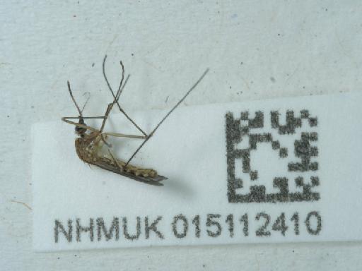 Culicidae Meigen, 1818 - 015112410_1