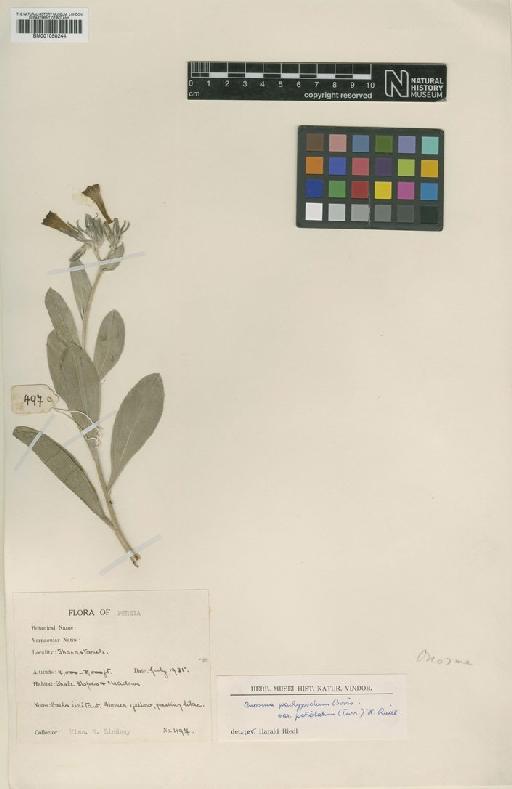 Onosma pachypoda Boiss. - BM001050244.