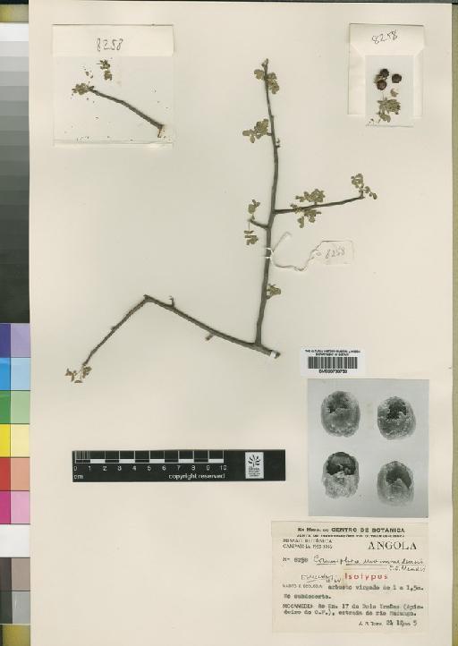 Commiphora mossamedensis Mendes - BM000798758