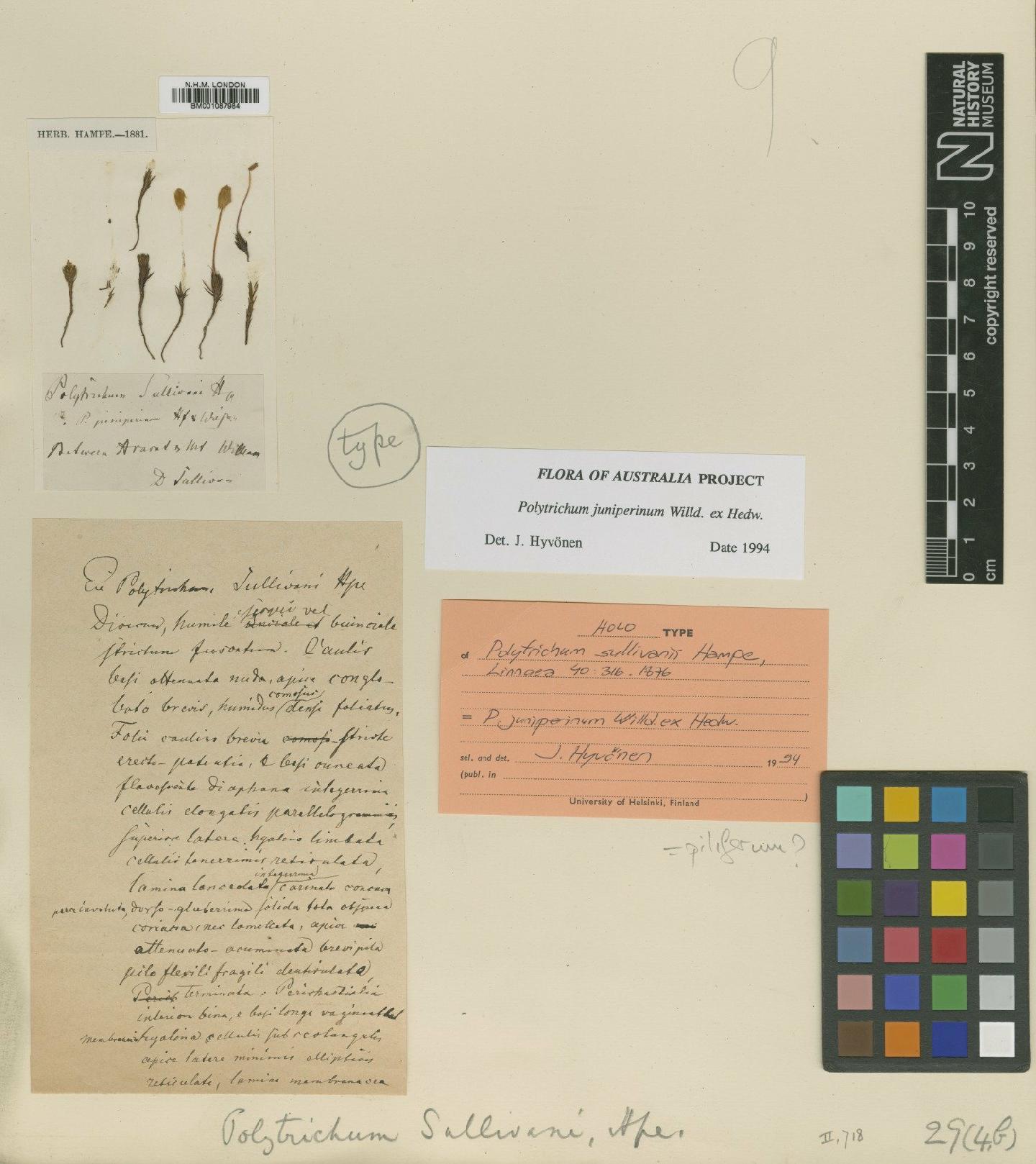 To NHMUK collection (Polytrichum piliferum Hedw.; Holotype; NHMUK:ecatalogue:2353086)