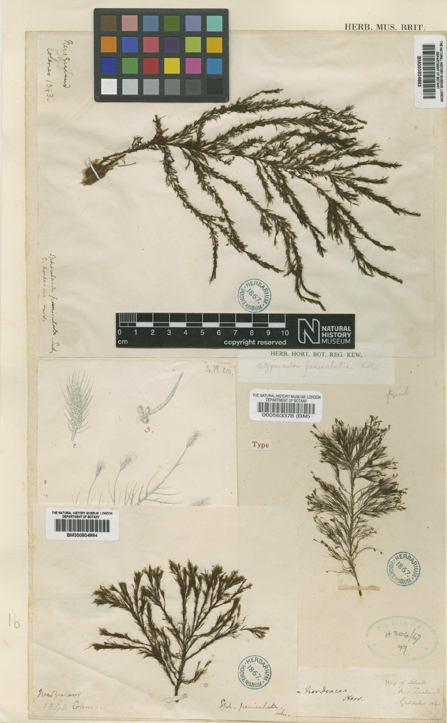 To NHMUK collection (Stypocaulon paniculatum (Suhr) Kütz.; Type; NHMUK:ecatalogue:4723101)