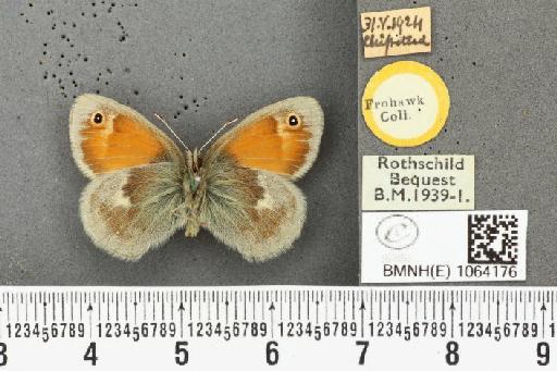 Coenonympha pamphilus ab. antirufa Leeds, 1950 - BMNHE_1064176_25211