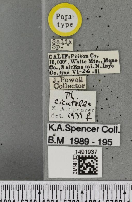 Phytomyza cicutella Spencer, 1981 - BMNHE_1491937_label_53634