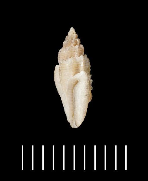 Mangelia capillacea Reeve, 1846 - 1963463/1b