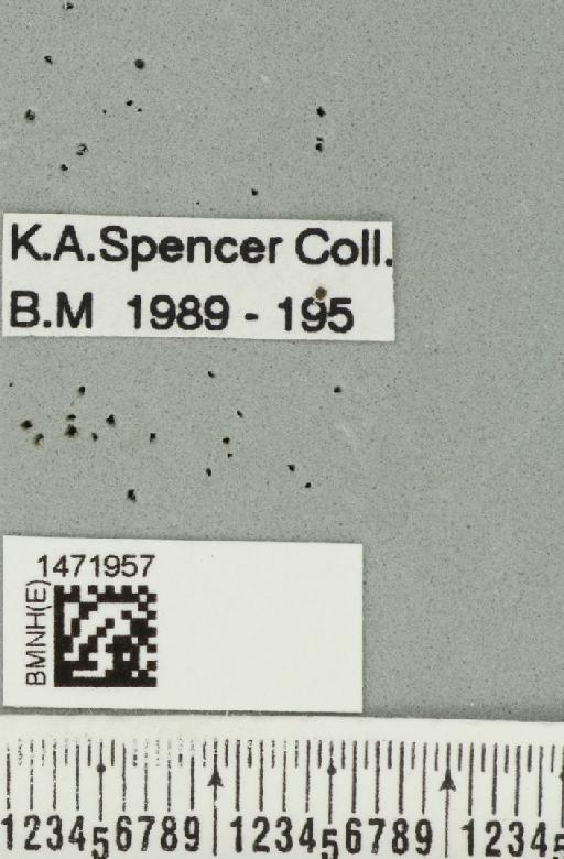 Ophiomyia atriplicis Spencer, 1984 - BMNHE_1471957_label_47024