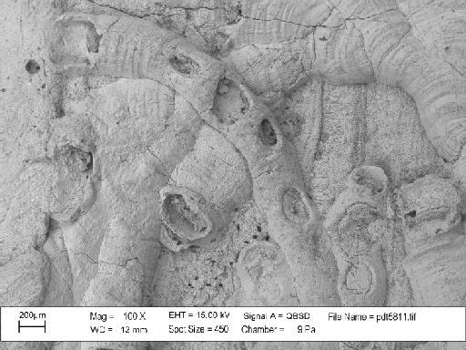 Hederella thedfordensis Bassler, 1939 - PI D 30066 – Hederella thedfordensis overgrowing Hederella filiformis