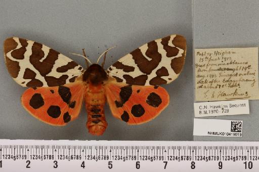 Arctia caja (Linnaeus, 1758) - NHMUK_010419019_531826