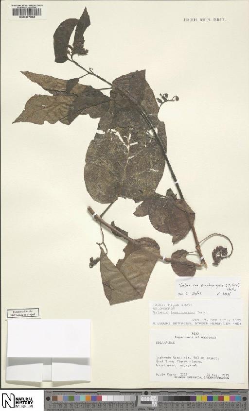 Solanum endopogon (Bitter) Bohs - BM000778029