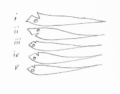 Coelorhynchus coelorhynchus geronimo Marshall & Iwamoto, 1973 - BMNH 1973.3.5.78-82, Coelorhynchus coelorhynchus envelope