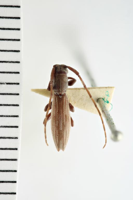Somatolita neavei Aurivillius, 1915 - Somatolita neavei Aurivillius, 1915; Holotype; NHMUK015529595; Dorsal habitus