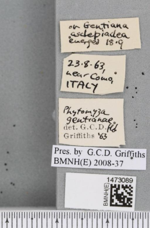 Chromatomyia gentianae (Hendel, 1920) - BMNHE_1473089_label_48363