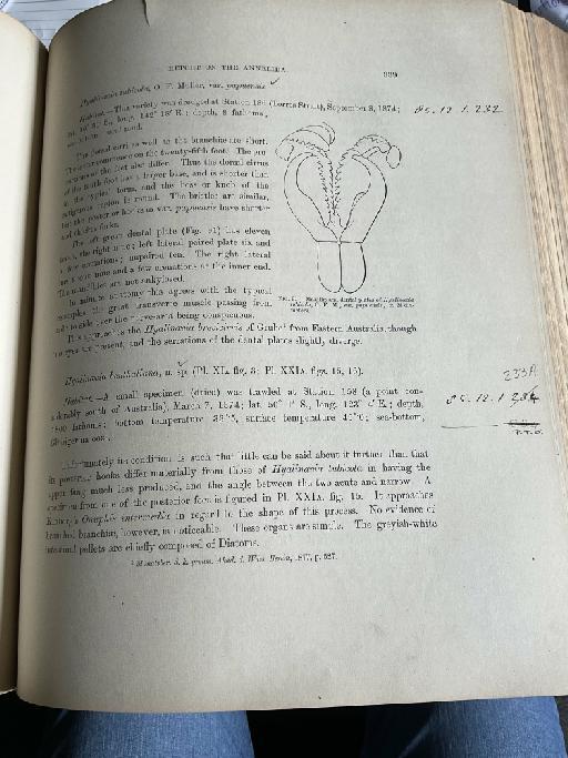 Nothria pycnobranchiata McIntosh, 1885 - Challenger Polychaete Scans of Book 194