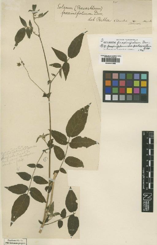 Solanum fraxinifolium Dunal - BM000815956