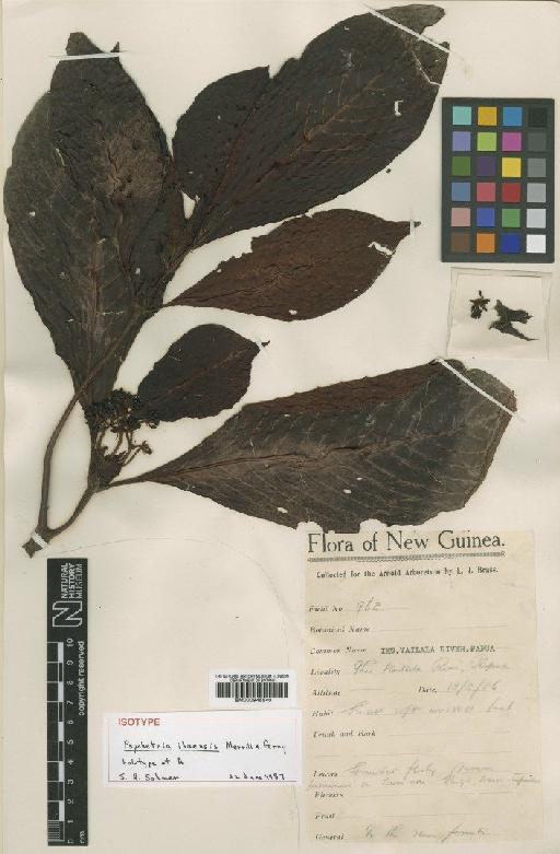 Psychotria ihuensis Merr. & L.M.Perry - BM000945540