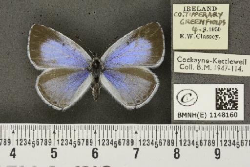 Celastrina argiolus britanna ab. argiolus-lata Tutt, 1908 - BMNHE_1148160_111229