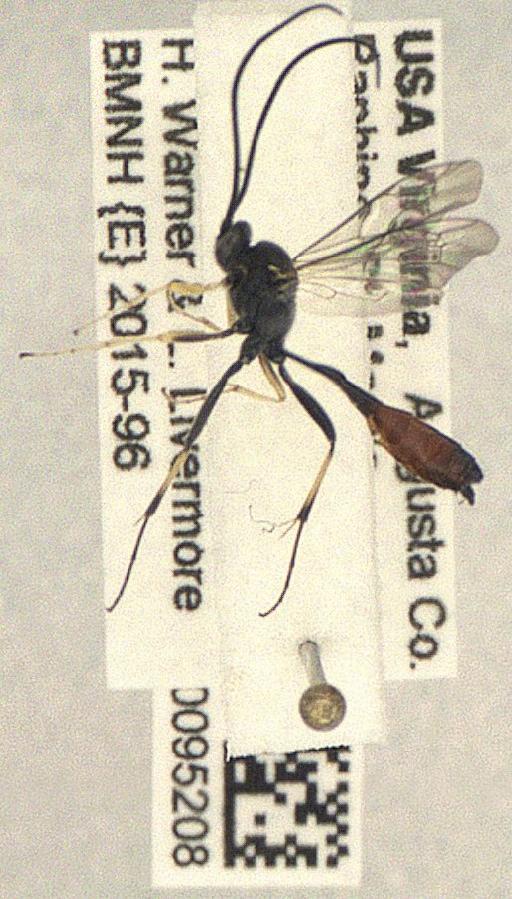 Dusona Cameron, 1901 - Ichneumonidae 010095208