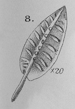 Polygnathus pennatus Hinde, 1879 - Plate_XVII_8_A4242.jpg