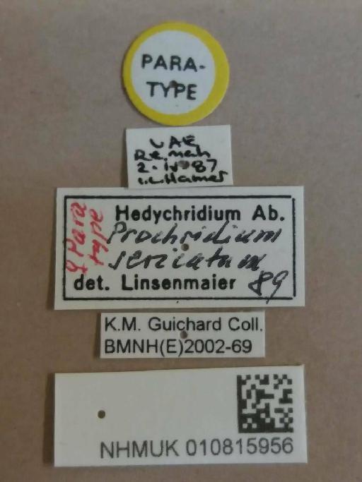 Hedychridium (Prochridium) sericatum Linsenmaier, 1994 - Hedychridium_sericatum-NHMUK010815956-paratype-female-labels