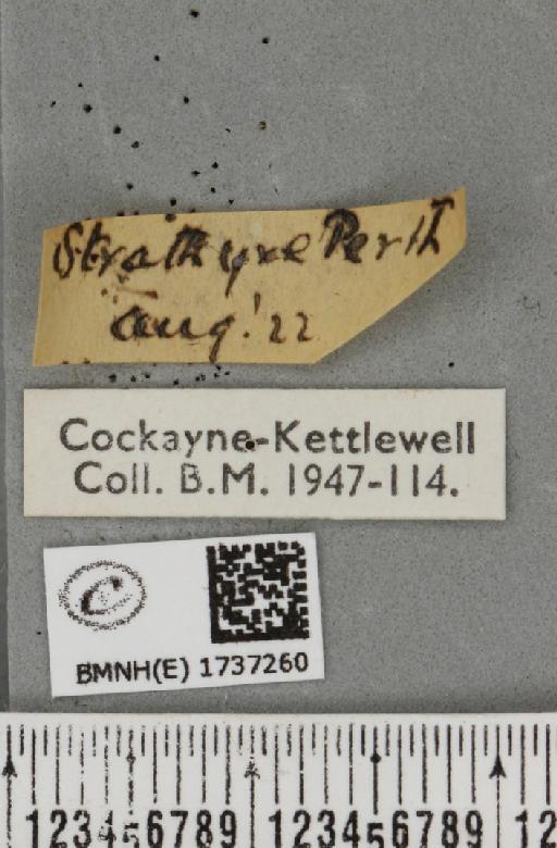 Entephria caesiata caesiata (Denis & Schiffermüller, 1775) - BMNHE_1737260_label_319828