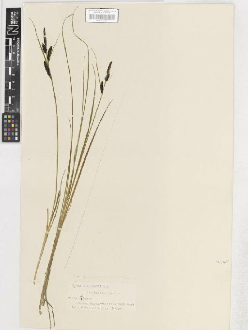 Carex nigra var. elatior - BM001183792 C