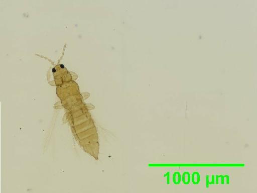 Thrips hololeucus Bagnall, 1914 - 010141877__2015_11_18