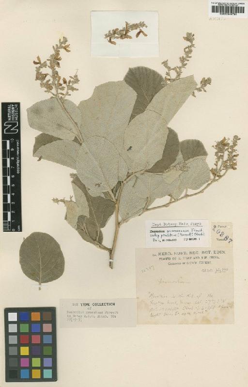 Desmodium yunnanense subsp. praestans (Forrest) H.Ohashi - BM000946784
