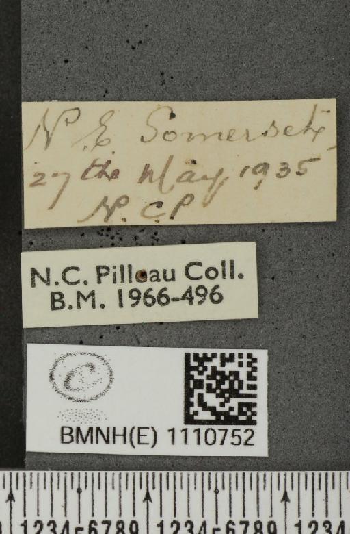 Euphydryas aurinia (Rottemburg, 1775) - BMNHE_1110752_label_52309