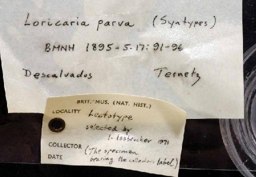 Loricaria parva Boulenger, 1895 - 1895.5.17.91; Loricaria parva; image of jar label; ACSI project image