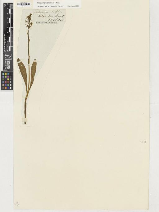 Platanthera bifolia (L.) Rich. - BM001164191