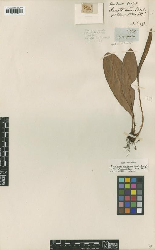 Elaphoglossum scalpellum (Kunze) T.Moore - BM000937953