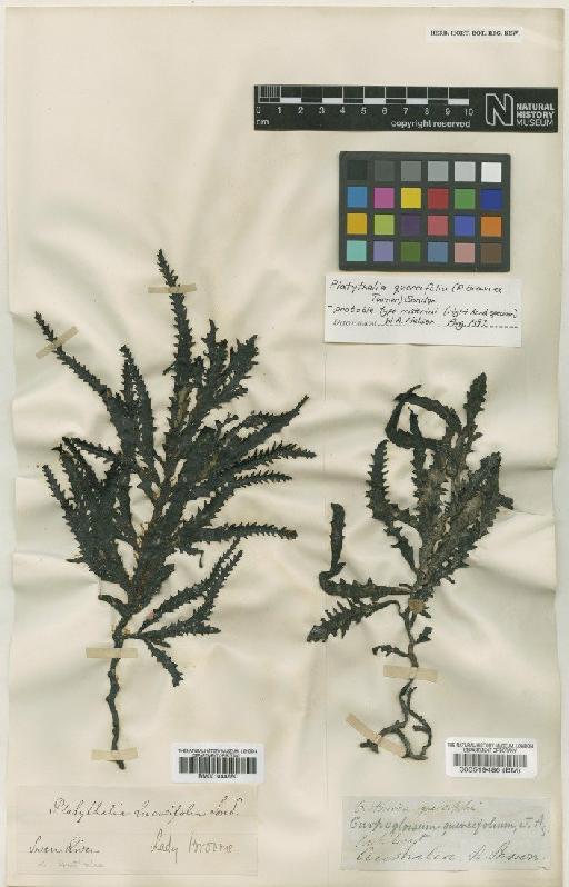 Platythalia quercifolia (R.Br. ex Turner) Sonder - BM001044650