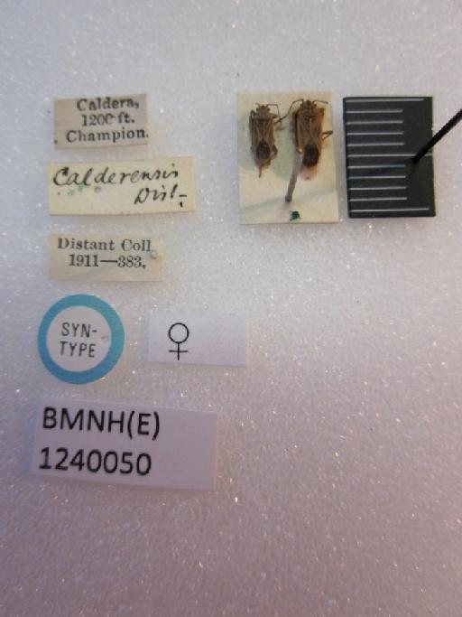 Lygaeus calderensis Distant, 1893 - Lygaeus calderensis-BMNH(E)1240050-Syntype female dorsal & labels