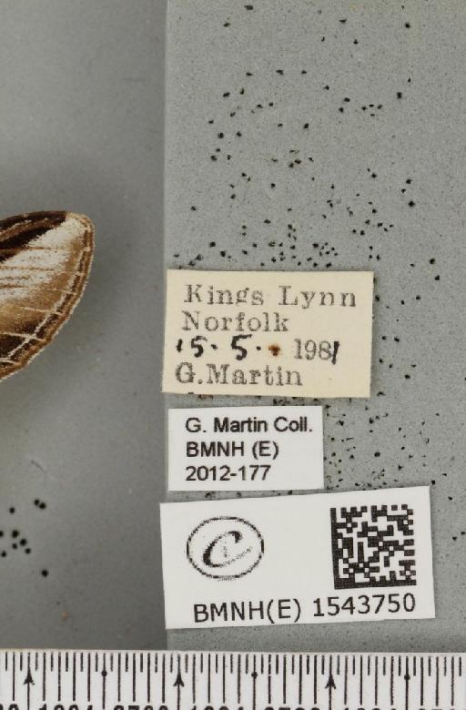 Pheosia tremula (Clerck, 1759) - BMNHE_1543750_label_245829