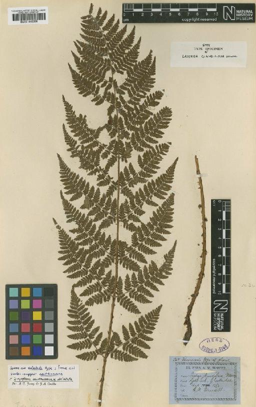 Dryopteris × deweveri (J.T.Jansen & Wacht.) J.T.Jansen & Wacht. - BM001066205