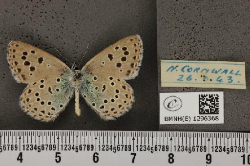 Maculinea arion eutyphron ab. unipuncta Courvoisier, 1907 - BMNHE_1296368_147554