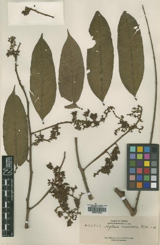 Aglaia silvestris (M.Roem.) Merrill - BM000799461
