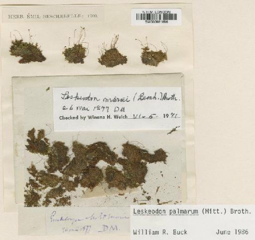 Leskeodon palmarum (Mitt.) Broth. - BM000961696