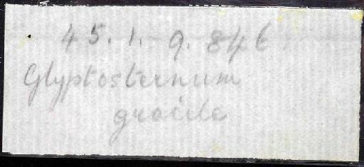 Glyptosternum gracile Günther, 1864 - 1845.1.9.846; Glyptosternum gracile; image of jar label; ACSI project image